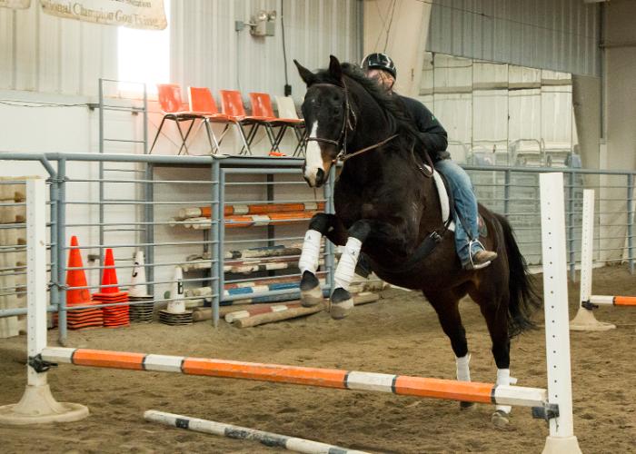 English style horse jumping in the CWC equine center