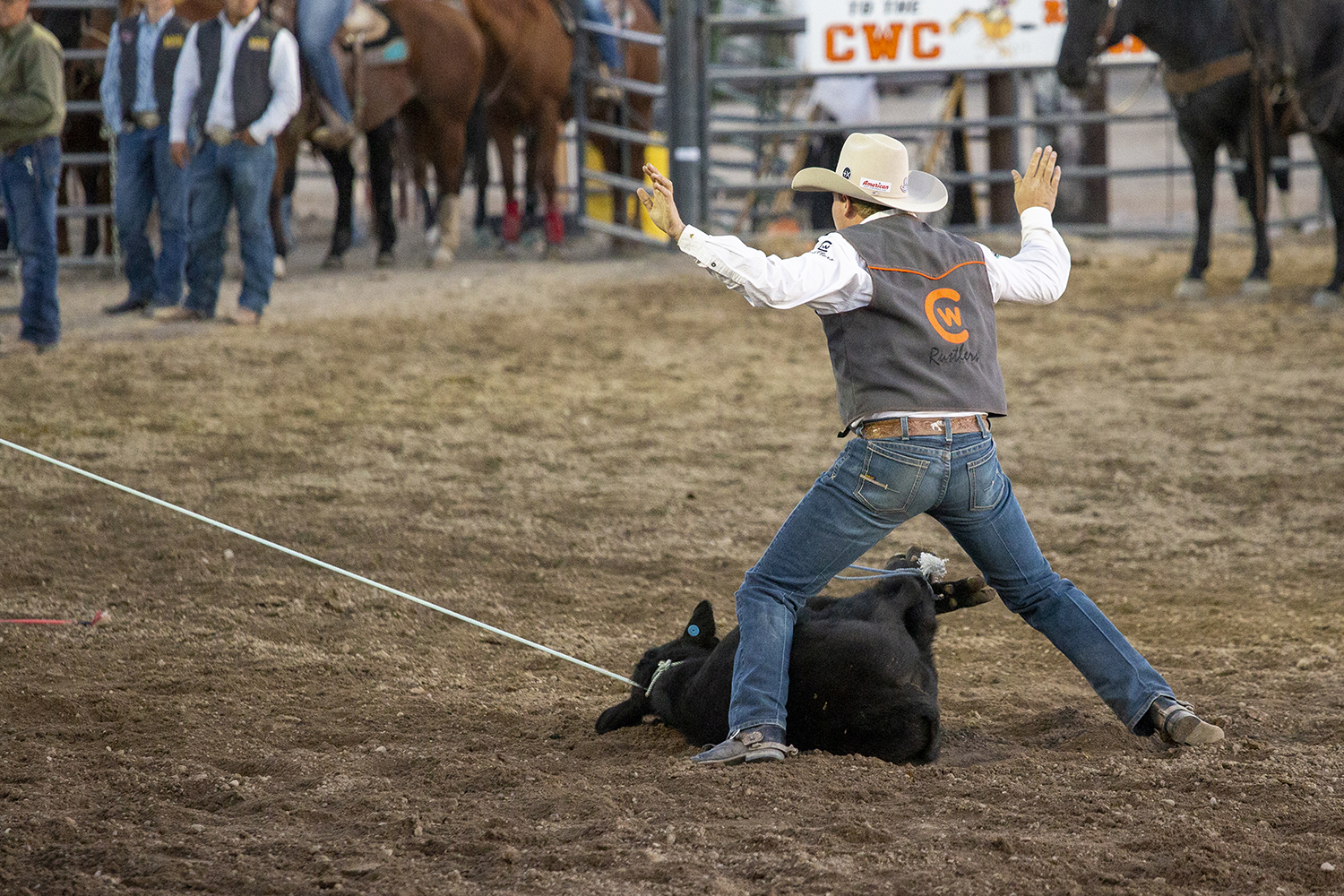 CWC Rodeo Team Member Finishing Roping a Calf