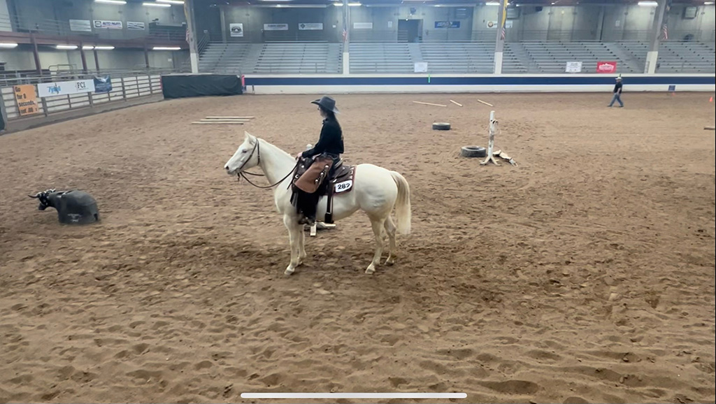 Girl on a white horse in an indoor rodeo area, roping a practice cow
